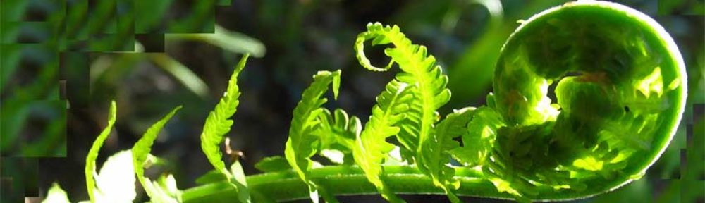 Unfurl Executive Coaching